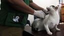 Petugas penyuntikkan vaksin rabies pada hewan peliharaan milik warga di Kelurahan Kayu Manis, Jakarta, Senin (10/7/2023). Pemprov DKI terus berupaya mempertahankan Jakarta bebas rabies dan mencegah gigitan hewan penular virus rabies (GHPR). (merdeka.com/Imam Buhori)