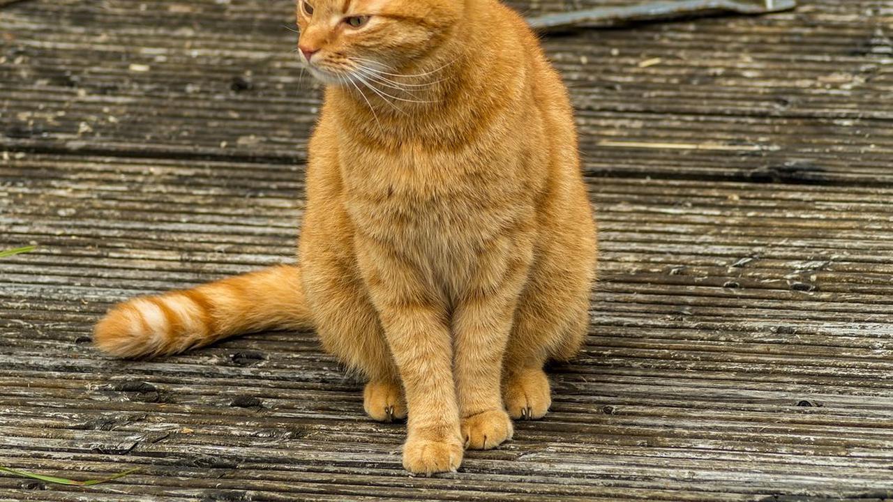 Manfaat Minyak Ikan untuk Kucing