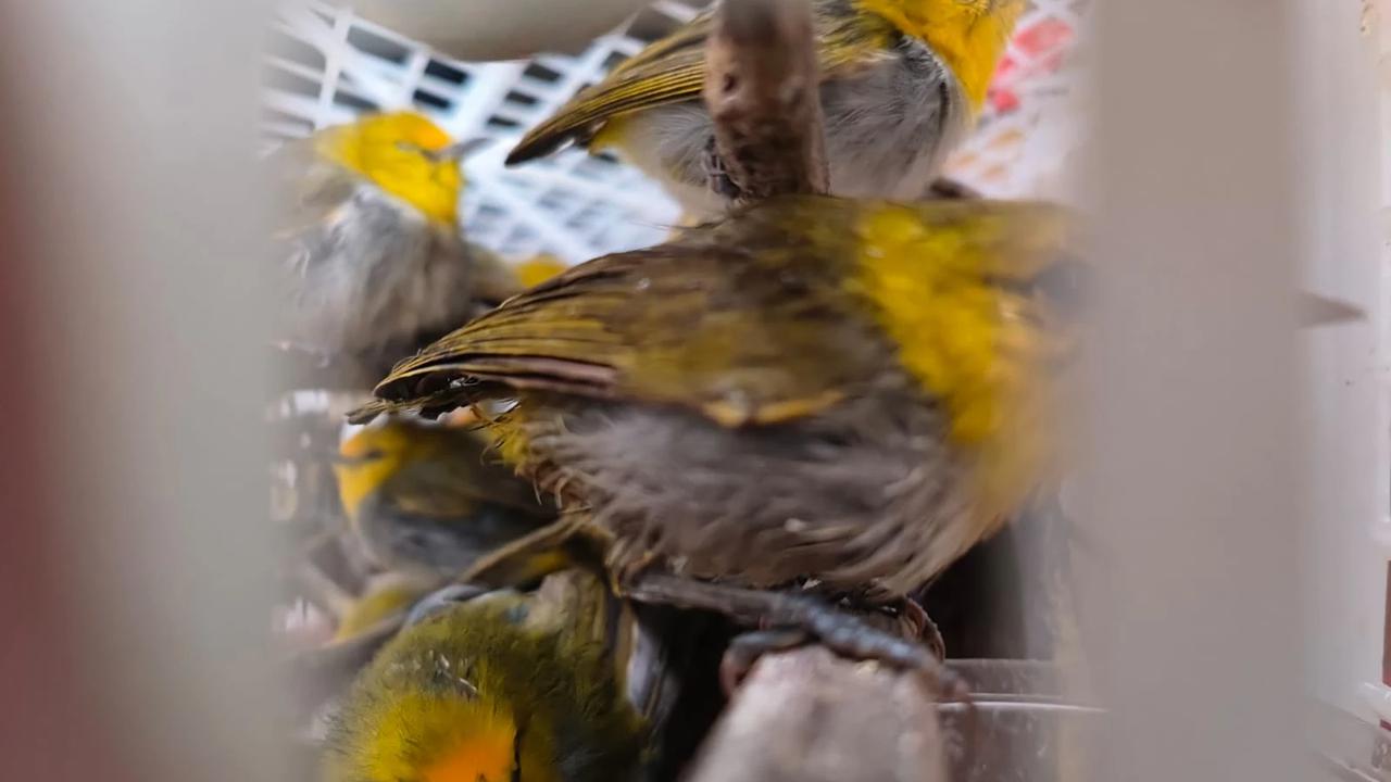 Padangbai Jadi Jalur Gelap, Karantina Bali Amankan 7.355 Burung Selundupan