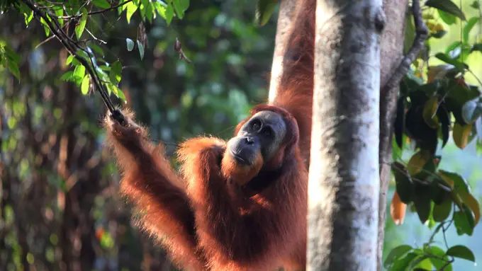 Bayi Orangutan Lahir di Amerika, Nama Khas Indonesia Dipersiapkan