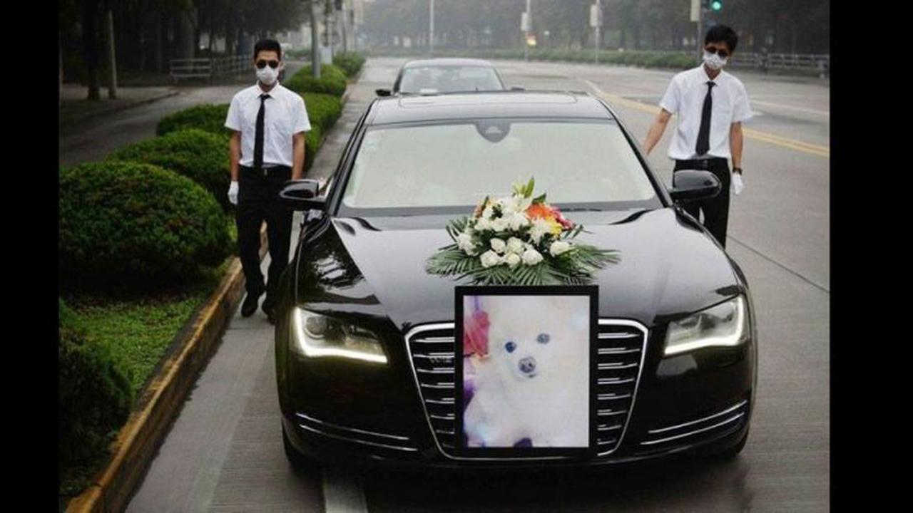 Pemakaman Seekor Anjing Diantar Dengan Mobil Mewah Jerman