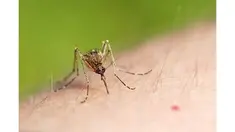 Setelah Brasil, Kolombia, El Salavador, dan Amerika Serikat, kini ditemukan kasus virus Zika di Inggris. Ada tiga pelancong Inggris yang didiagnosis terinfeksi virus Zika usai mengunjungi Kolombia, Suriname, dan Guyana.