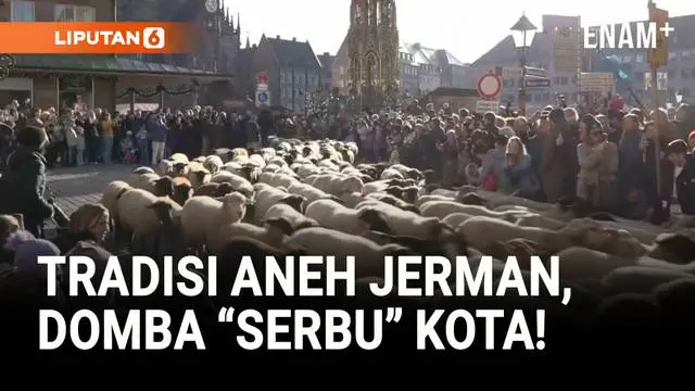 Ratusan Domba ‘Serbu’ Kota Nuremberg, Warga Dipaksa Menepi