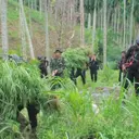 Ladang Ganja Seluas 25 Kali Lapangan Sepak Bola Ditemukan di Aceh