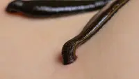 Perangkat yang terinspirasi dari bio ini meniru cara lintah (foto) menyedot darah melalui kulit (Sumber: Depositphotos)