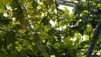 Tips Menanam Pohon Anggur Berbuah Lebat di Pekarangan Rumah, Biar Tak Cuma Tumbuh Daun