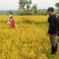 Petani di Tuban menolak impor beras. (Ahmad Adirin/Liputan6.com)