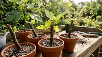 6 Cara Menanam Tin dari Stek agar Cepat Tumbuh, Ini Langkah dan Tips Perawatannya