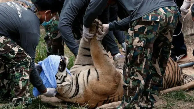 130 Harimau Dipindahkan dari Kuil di Thailand