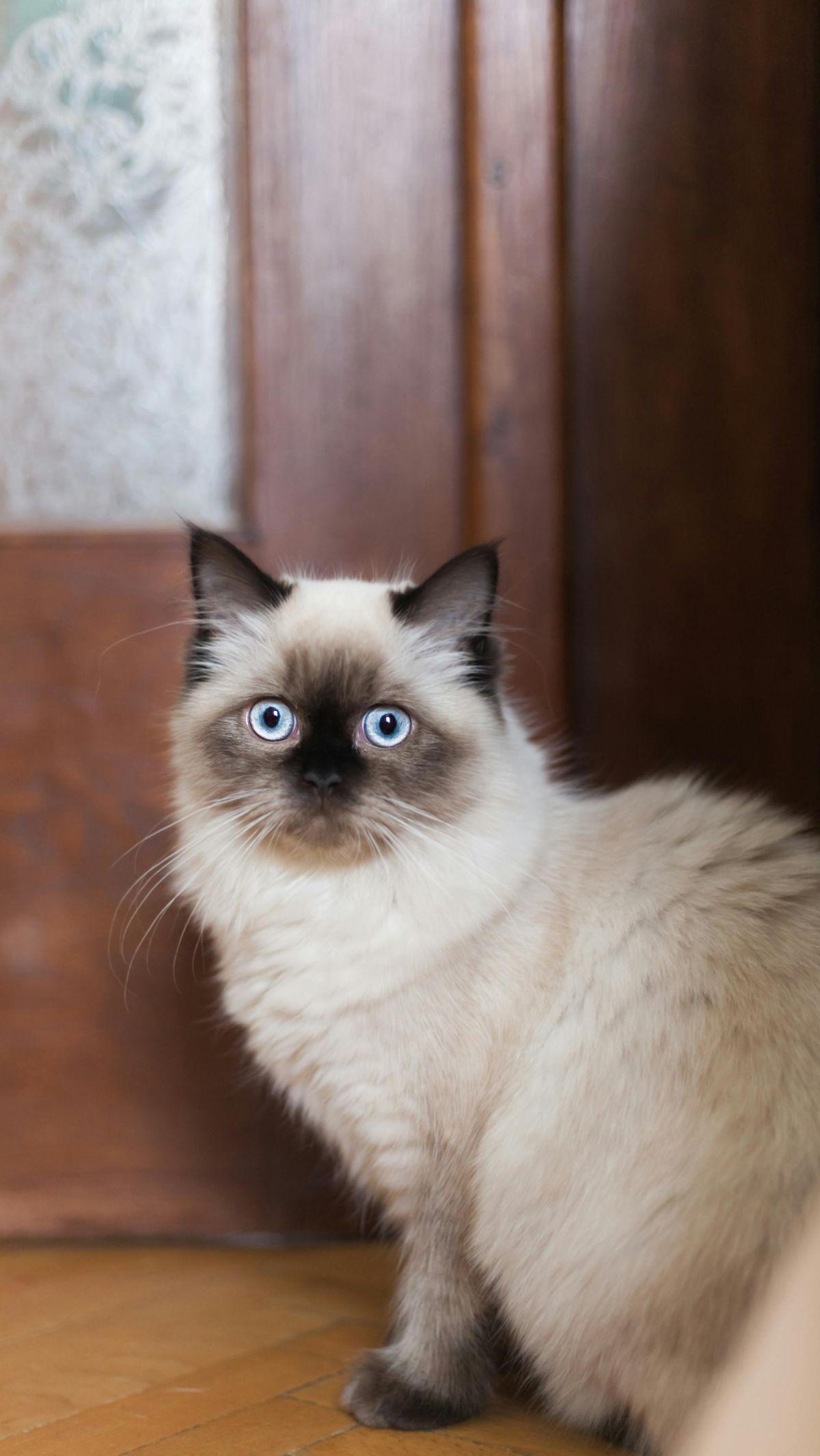 <b>Kucing Siam</b>