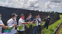 Launching pengembangan stevia pertama di Kabupaten Minahasa, Sulawesi Utara yang