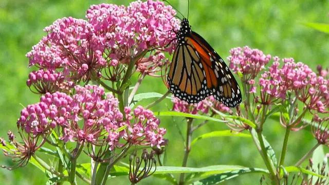 Milkweed