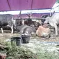 Pekerja saat menyiapkan rumput untuk pakan hewan kurban yang sedang menjalani proses karantina di kawasan Pondok Kopi, Duren Sawit, Jakarta Timur, Rabu (15/6/2022). Pedagang harus menunggu surat kesehatan hewan dari Dinas Ketahanan Pangan, Kelautan, dan Pertanian. (merdeka.com/Iqbal S. Nugroho)