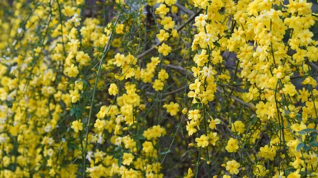 5 Tanaman Rambat dengan Bunga Warna Kuning untuk Mempercantik Taman Rumah