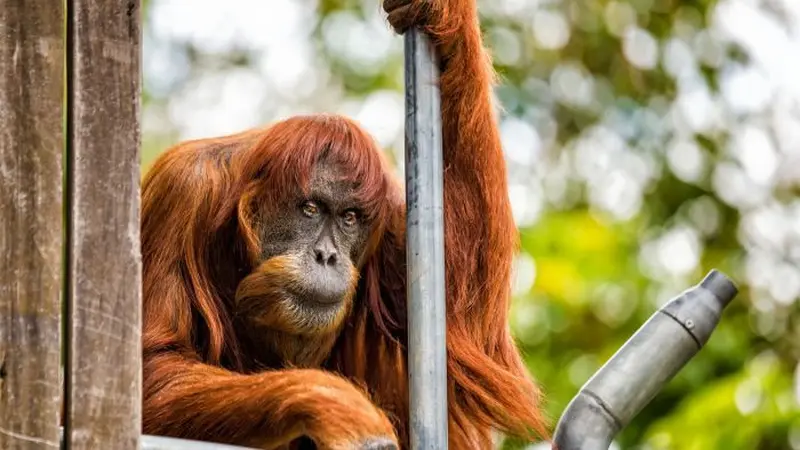 Orangutan Sumatera di Australia