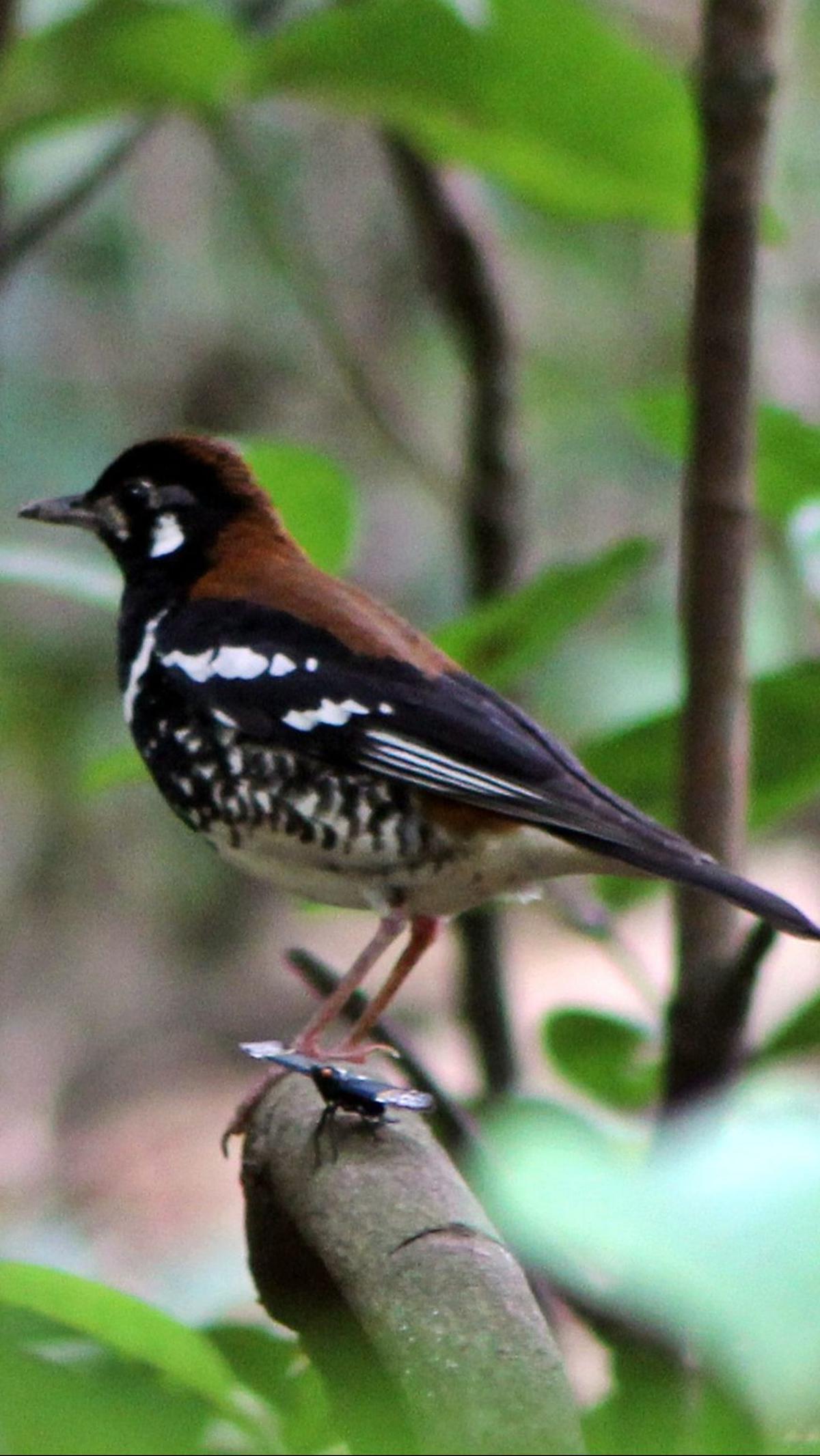 10. Thrush atau Burung Anis<br>
