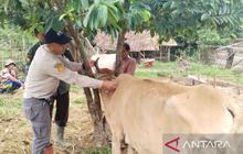 Diskannak Pastikan Stok Hewan Kurban OKU Timur Melimpah Jelang Idul Adha 2026
