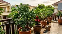12 Tanaman Buah yang Bisa Tumbuh di Pot, Cocok untuk Lahan Sempit