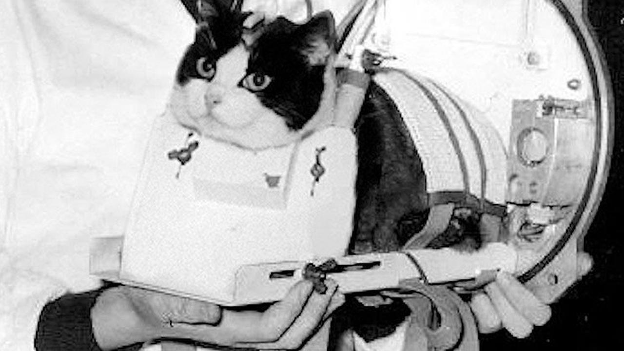 kucing pertama di luar angkasa