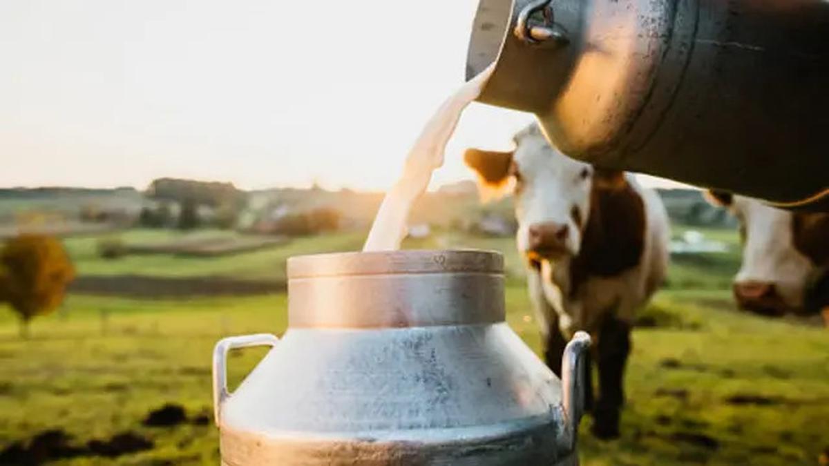 Sapi di Brasil Cetak Rekor Dunia, Produksi 343 Liter Susu dalam Sehari