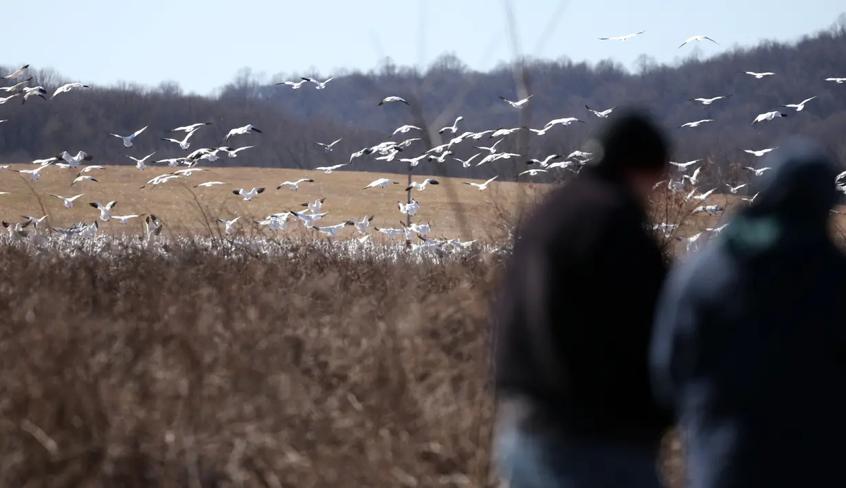 Orang-orang mengamati angsa salju di Kawasan Pengelolaan Satwa Liar Middle Creek, Lancaster County, Pennsylvania, Amerika Serikat, Sabtu (22/2/2020). Ribuan pengamat burung memenuhi Kawasan Pengelolaan Satwa Liar Middle Creek untuk menyaksikan migrasi angsa salju. (Xinhua/Qin Lang)