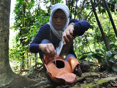 Peneliti Sofie Mursidawati mengecek jenis kelamin bunga Rafflesia Patma yang mekar di Kebun Raya Bogor, Jawa Barat, Minggu (15/9/2019). Bunga langka tersebut mekar untuk ke-14 kalinya sejak tahun 2010 silam. (merdeka.com/Arie Basuki)