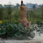 Seekor babi melompat ke kolam di Shenyang di provinsi Liaoning, China, (17/8). Untuk mendapatkan daging berkualitas, peternak babi di China melatih babi-babinya untuk menyelam dari balkon dengan ketinggian tiga meter. (AFP Photo/Str/China Out)