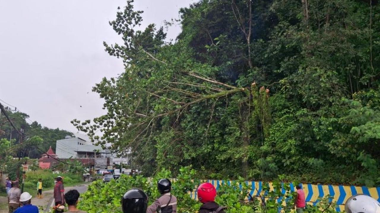 Demi Keselamatan Warga, DLHK Jayapura Tebang Ratusan Pohon Tua di Pinggir Jalan: Apa Alasannya?