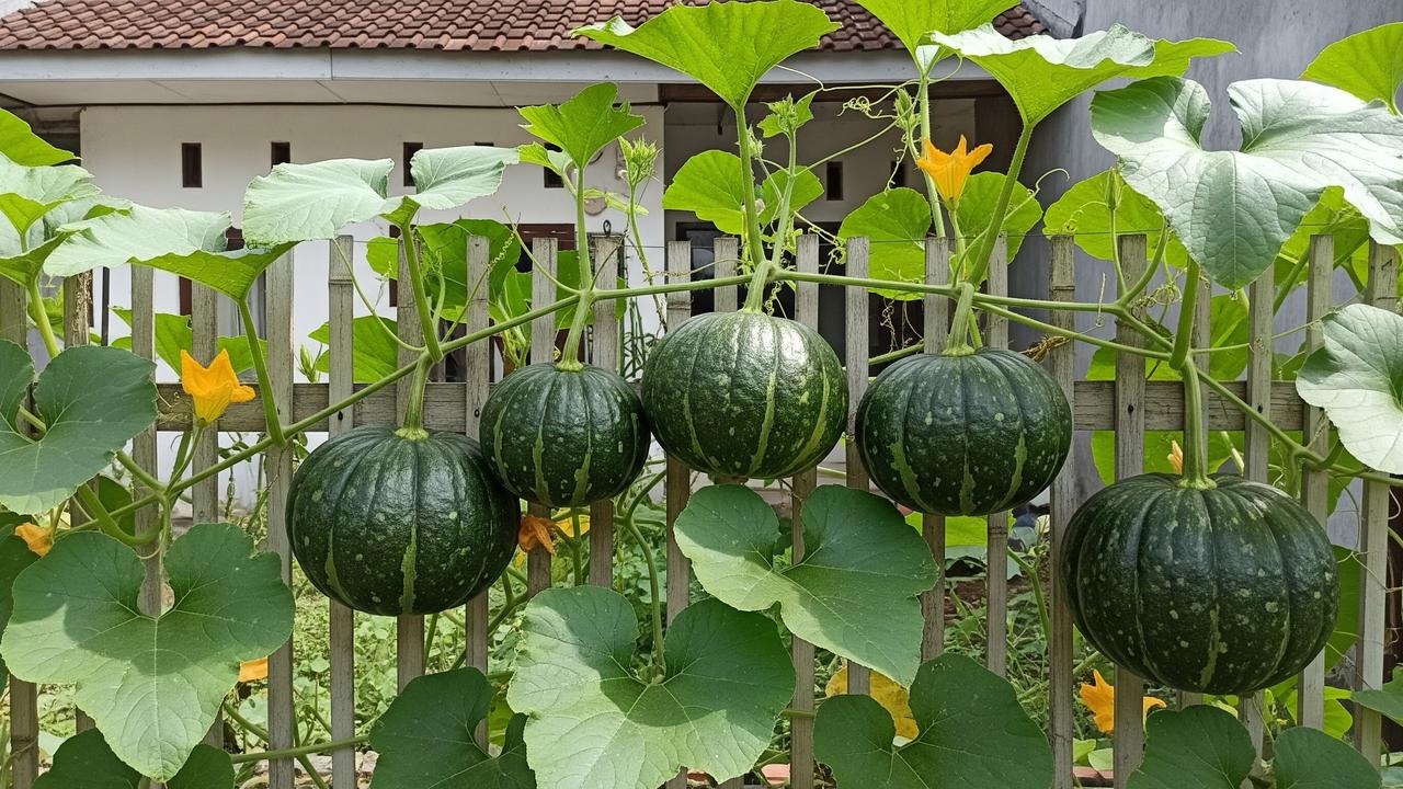 Jenis labu rambat yang cepat berbuah untuk menghijaukan pagar rumah model labu Jepang