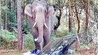 Phu Kradueng National Park Tutup Sementara, Gara-gara Serangan Gajah Liar Tewaskan Wisatawan