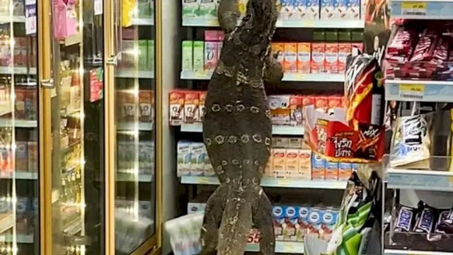 6 Momen Hewan Liar Masuk ke Dalam Toko Ini Bikin Heboh, Penjual Kaget