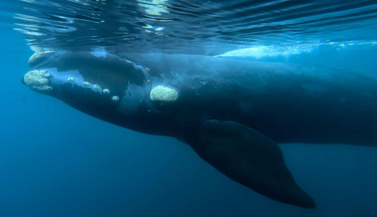 Seekor Paus kanan selatan berenang di perairan Pantai El Doradillo, Patagonia, Argentina (11/10). Paus kanan selatan (Eubalaena australis) adalah paus baleen, satu dari tiga spesies tergolong paus kanan milik genus Eubalaena. (AP Photo/Maxi Jonas)