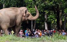 Pengunjung Ragunan Tembus 500 Ribu Orang Selama Libur Akhir Tahun