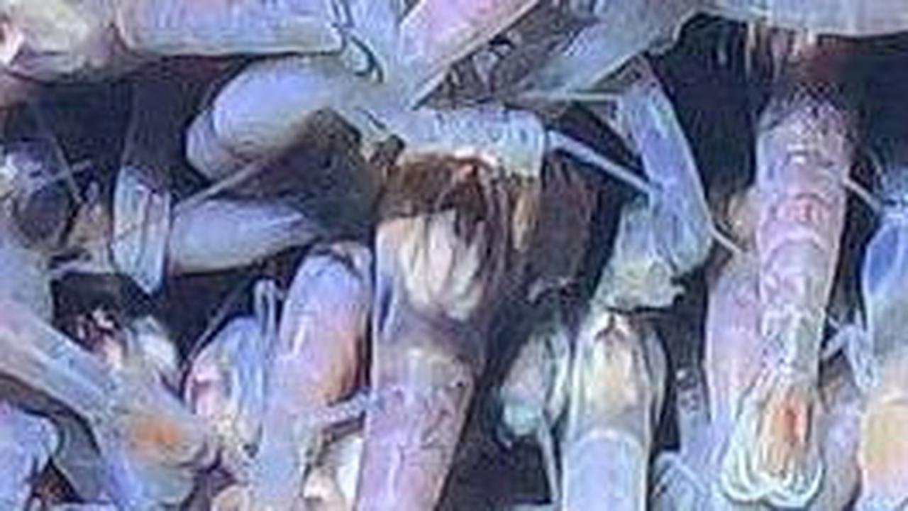 7. Udang Buta<br>