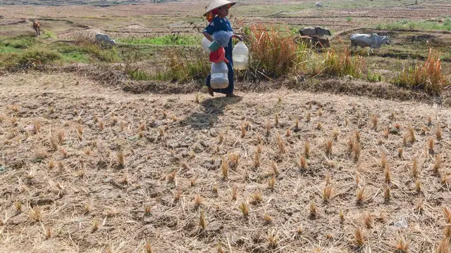 Warga Terpaksa Ambil Air dari Kubangan Bekas Sawah