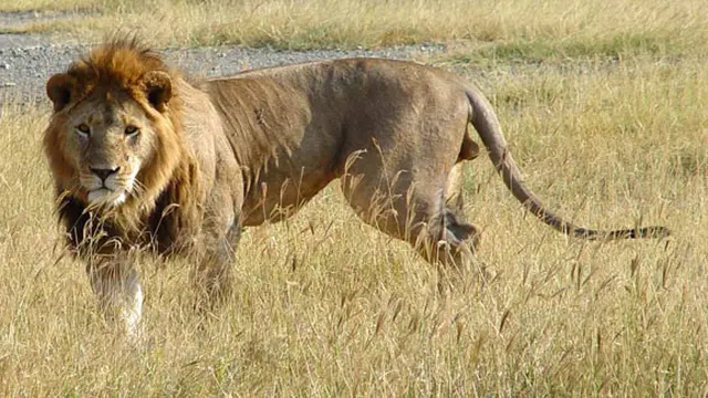 (c) http://animal-backgrounds.com/