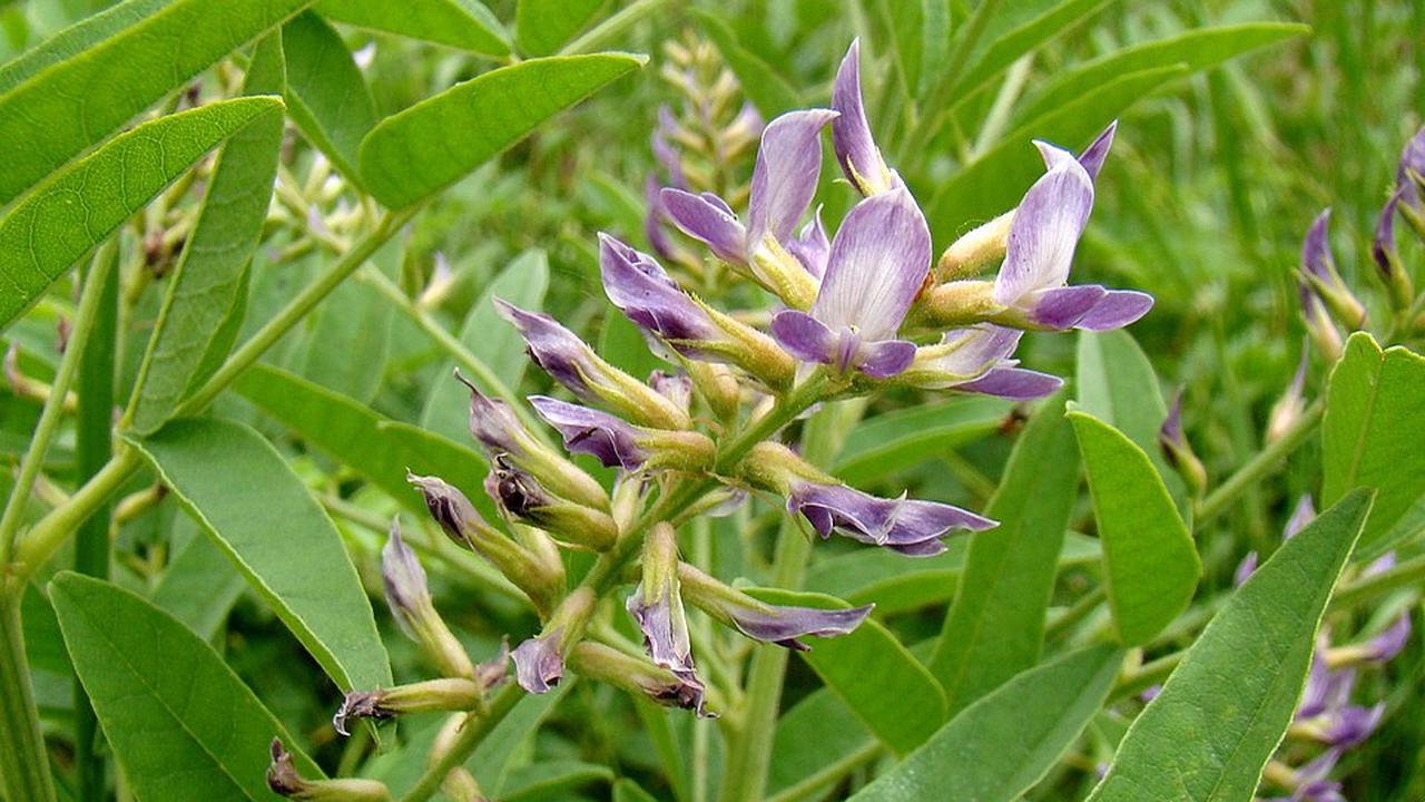 Ilustrasi Glycyrrhiza glabra