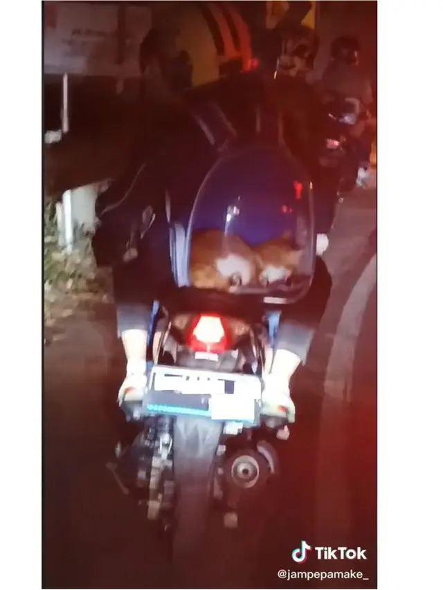 8 Potret Kucing Ikut Mudik Pakai Kendaraan Pribadi Ini Bikin Gemas