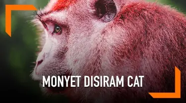 Seekor monyet di Taiwan terlihat berbeda dari monyet kebanyakan, ia memiliki tubuh berwarna merah. Tapi perbedaan warna pada si monyet ini bukan lantaran perbedaan jenis atau gen yang dimiliki si monyet. Hal itu disebabkan karena disiram cat berwarna...