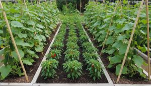 Ide Kebun Timun di Lahan 2x2 Tapi Panen Banyak. Foto: Gemini