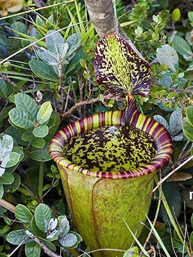 Pitcher Attenborough