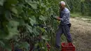 Seorang petani memetik anggur Nebbiolo, yang digunakan untuk membuat wine Barolo, selama panen di Barolo, Laghe Country side dekat Turin, Italia (14/9/2019). Barolo sering  memiliki aroma tar dan mawar. (AFP Photo/Marco Bertorello)