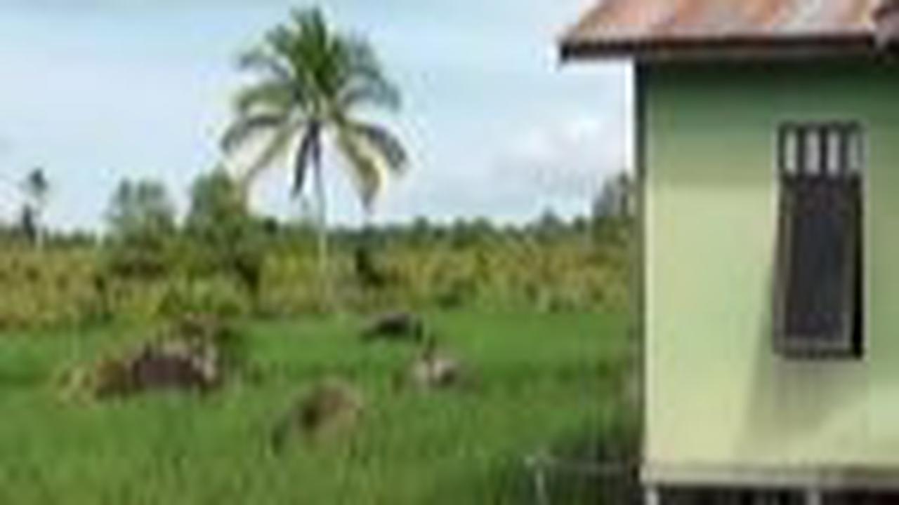 "Ini lahannya Pak Kholid dari Pacitan. Beliau sudah bertahan selama 4 tahun dan berusaha menanam padi," terang sang pemilik video. <br>