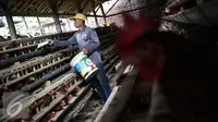 Pekerja memberi pakan di kandang ternak ayam telur di Cibeber, Cianjur, Jawa Barat, Rabu (30/11). Peternakan ayam tersebut memproduksi telur ayam mencapai satu ton telur per hari dari 20 ribu ekor ayam. (Liputan6.com/Faizal Fanani)