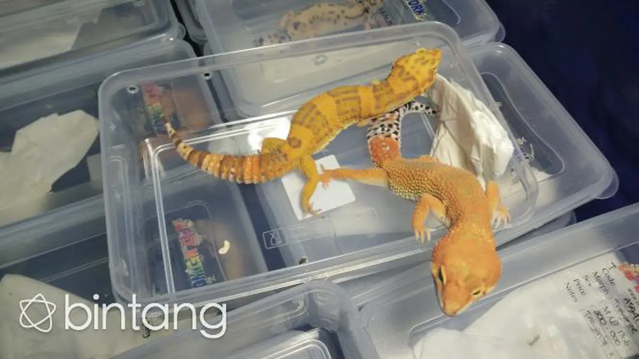 Leopard Gecko, Bukan Tokek Biasa