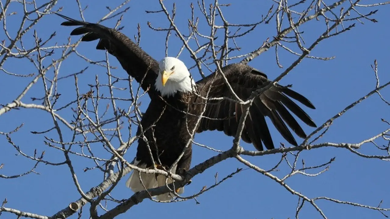 Elang botak kini menjadi burung nasional Amerika Serikat.