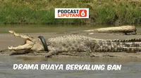 Podcast Regional Buaya Berkalung Ban