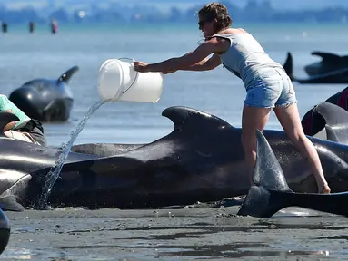 Seorang relawan menyiramkan air ke ikan paus pilot yang terdampar di Farewell Spit, Selandia Baru (11/2). Sedikitnya 400-an paus pilot terdampar di ujung dari Pulau Selatan, tepatnya di area Farewell Spit. (AFP/Marty Melville)