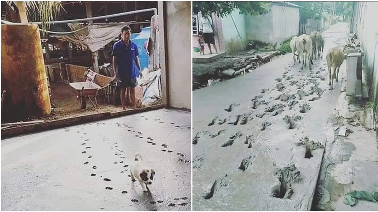 6 Potret Hewan Terobos Cor Beton yang Masih Baru Ini Bikin Kesal