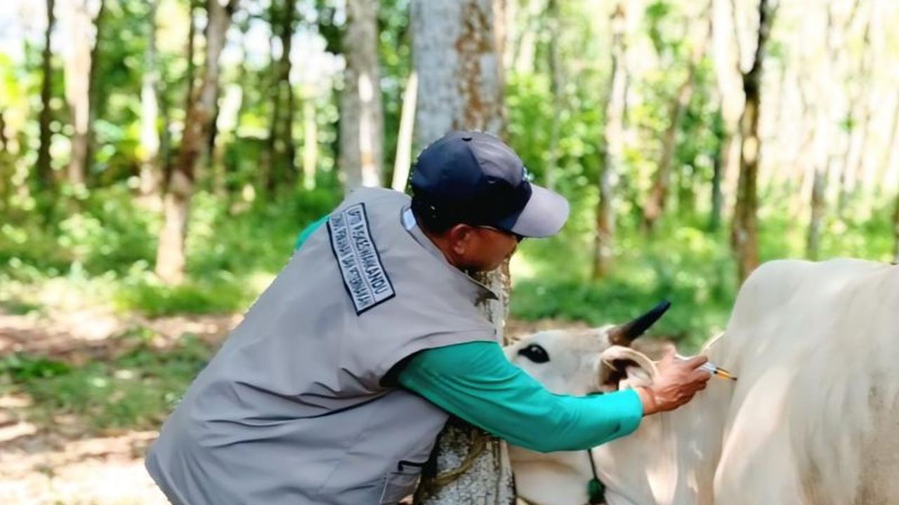 Diskannak OKU Timur Gencarkan Pencegahan Penyakit Hewan Saat Pancaroba untuk Jaga Kesehatan Ternak
